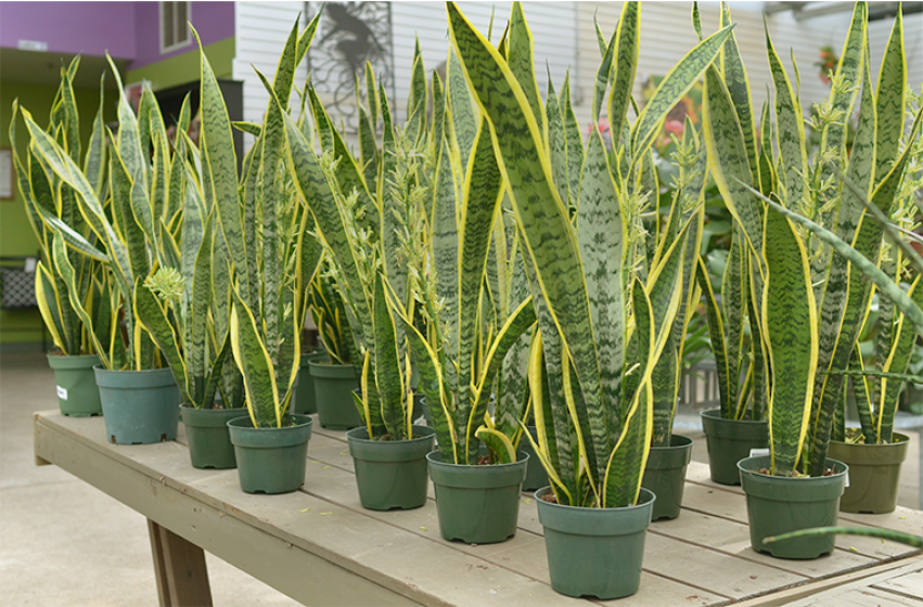 Natural top air purification